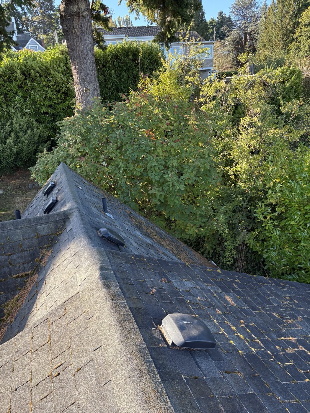 Roof before moss and debris treatment